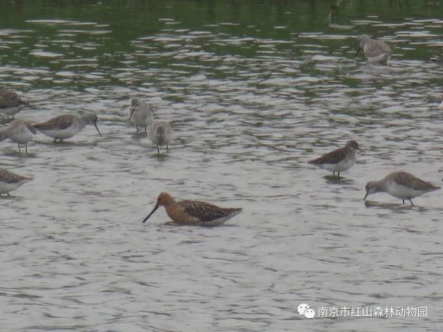 鹳怎么读，颧怎么读音读出来（鹬、鸫、鸲、鹟、鹎、鹳、鹮……这都是啥鸟）