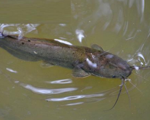 在家养鲶鱼喂什么,鲶鱼要怎么养 - 玉三网