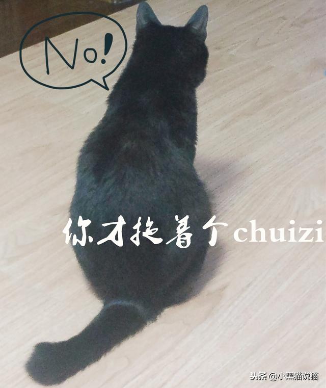 麒麟尾（麒麟尾猫），你的喵可能有皮卡丘血统（麒麟尾猫咪图片）