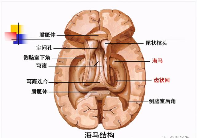 大脑杏仁体解剖图，高清大脑解剖图谱