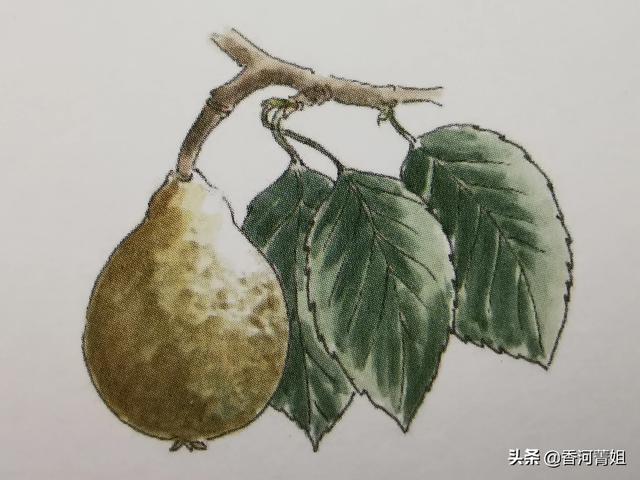 梨树又称什么树，梨树又称什么树呢（梨树～<硬木>）