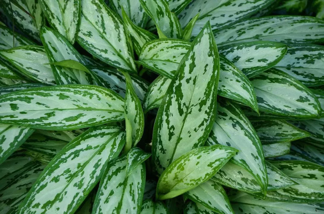 銀皇后萬年青植物圖片(花葉萬年青銀皇后的養殖方法和注意事項)-娛宸