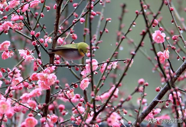 踏春是几月，什么时节踏春（古代的踏青是几月）