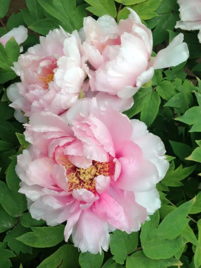 640_853竖版 竖屏