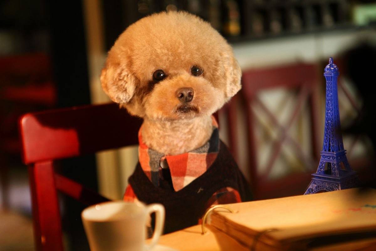 泰迪狗5个月是是小型犬吗，五个月的小泰迪（你家泰迪相当于人类几岁）