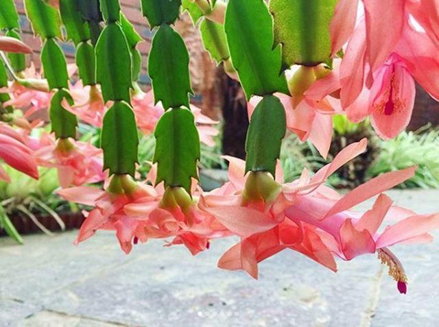 观音莲的花语，观音菩萨与莲花的寓意（守护你的小幸福）