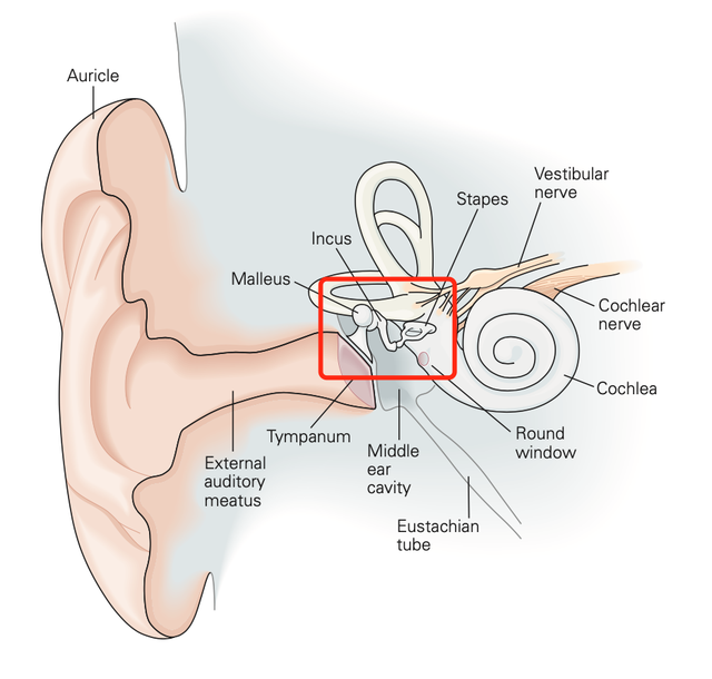 绝对音感是什么，绝对音感百度百科（周杰伦那种绝对音感有什么特别）
