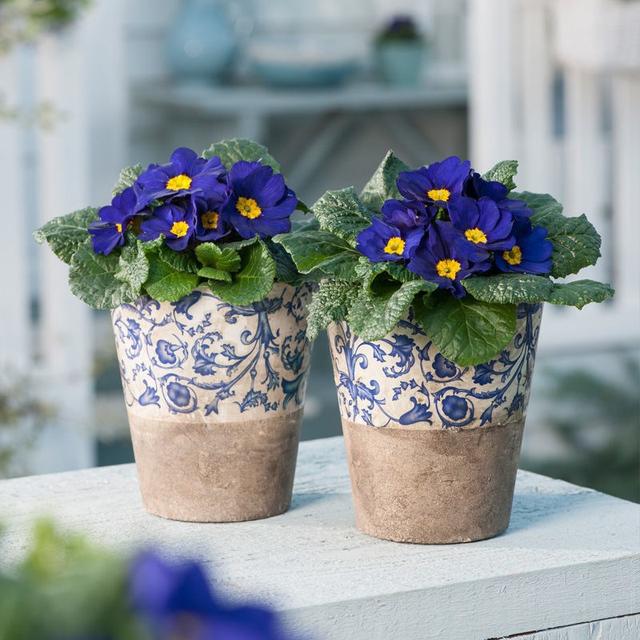 春天的植物有哪些，春天常见的植物（“24种”适合冬天种植的花草）