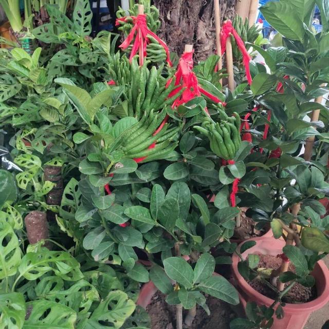 荷花最好看的品种是什么，这花最好看、最好养