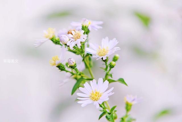 同学情谊最珍贵的句子，同学情谊的经典句子（最难忘是同学情）