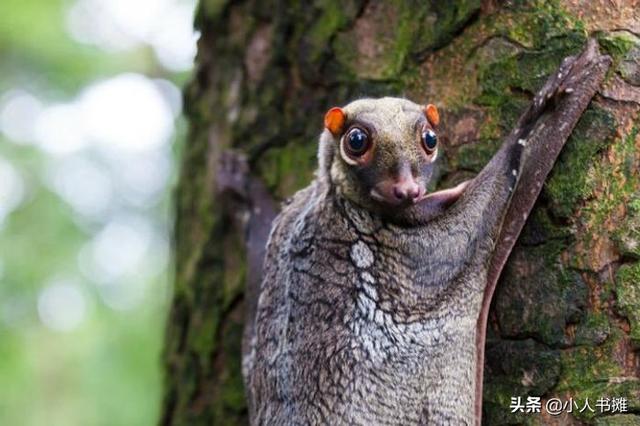 有哪些神奇的动物，15种你需要了解的神奇动物（10种不寻常的神奇动物很难想象它们独特的模样）