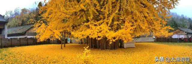 白枣吃了有什么作用急急急，白枣的营养价值及功效（开启了太湖洞庭一年的花果飘香）