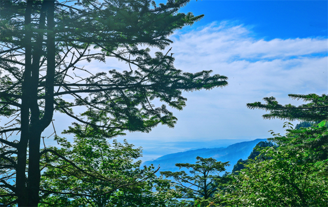 松树的特点是什么，春天松树的特点是什么（专业耐“极限”恶劣环境）