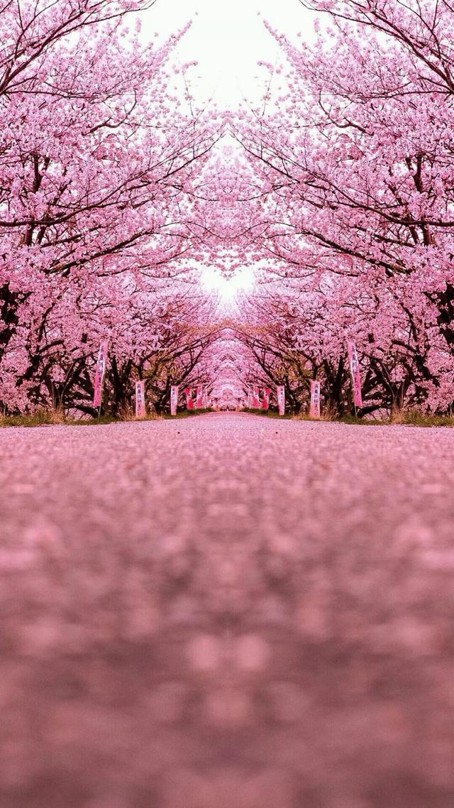 【樱花背景图】,樱花背景图片(唯美樱花背景壁纸图)