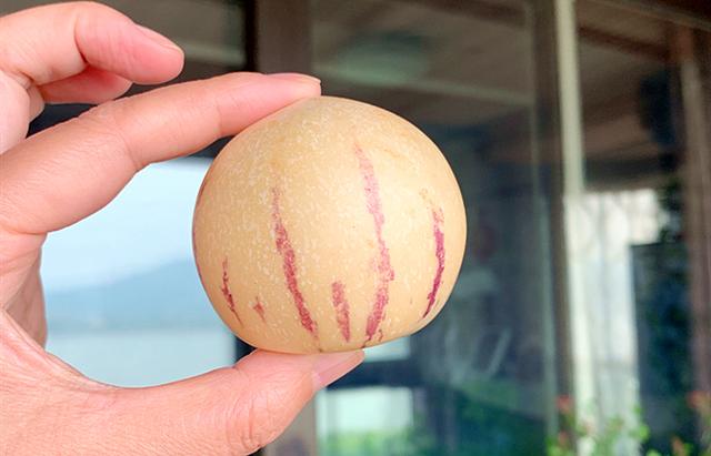 人参果什么味道(这水果因西游记而走红)