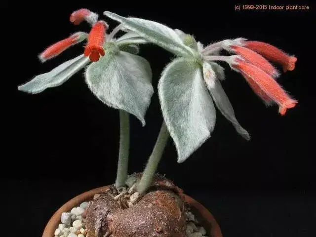 queen♛微信昵称（女王）网名，queen♛微信昵称（女王）微信昵称（多肉界的七大“女王”）