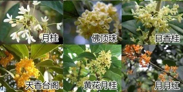 桂花树叶干枯是什么原因，桂花树大量落叶子干枯怎么回事（在家里养桂花盆栽叶子总是会枯萎）