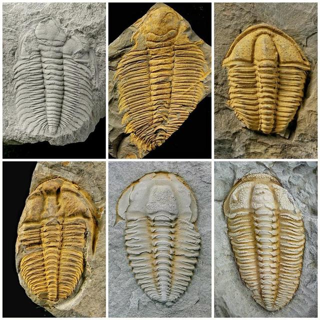 三叶虫因为什么而得名，三叶虫的由来（演化20000个种）