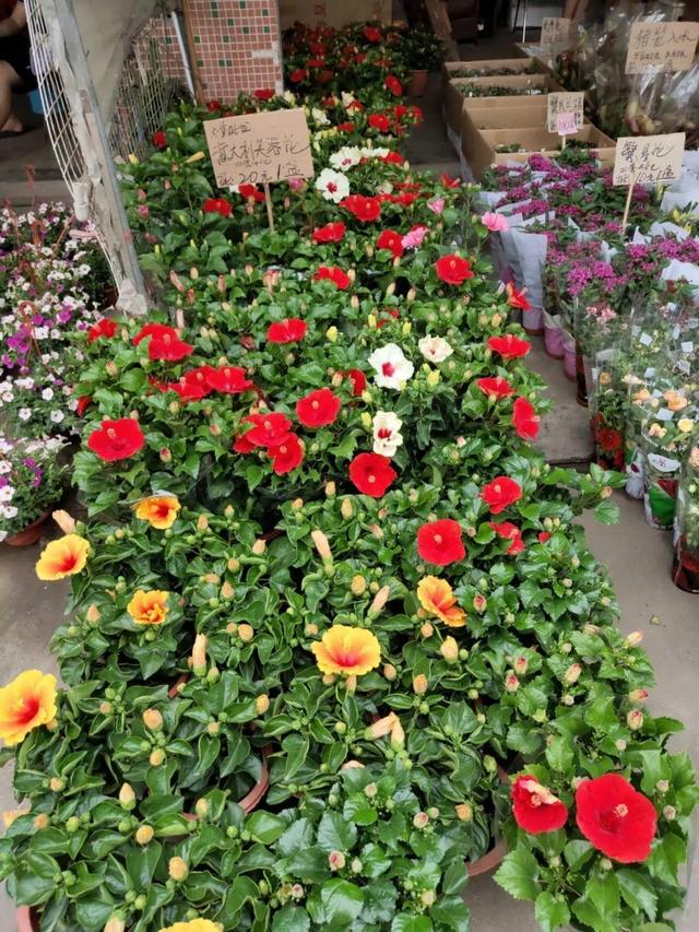 荷花最好看的品种是什么，这花最好看、最好养