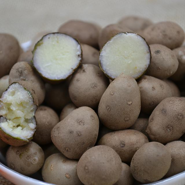 山药豆和山药的区别，山药豆的图片（“山药豆”和“山药”是同一种植物长出来的吗）