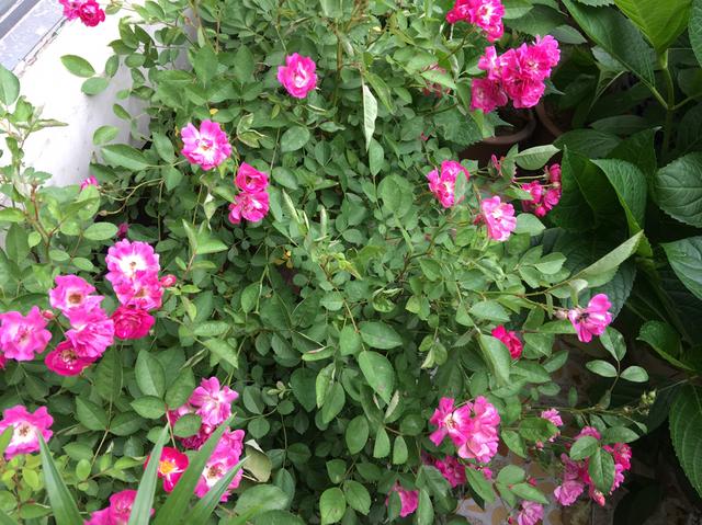 蔷薇花几月份开花，蔷薇什么时候开花（要想蔷薇“开花多”）