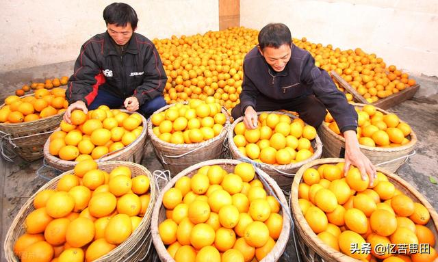 山桔子的功效与作用，小山桔的功效与作用（满山金元宝，雪峰蜜桔来）