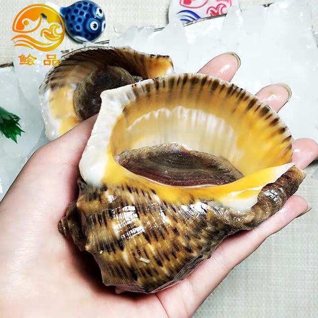 海螺不能吃部位详解图，海螺哪些部位不能吃（但是这两个部位一定别吃）