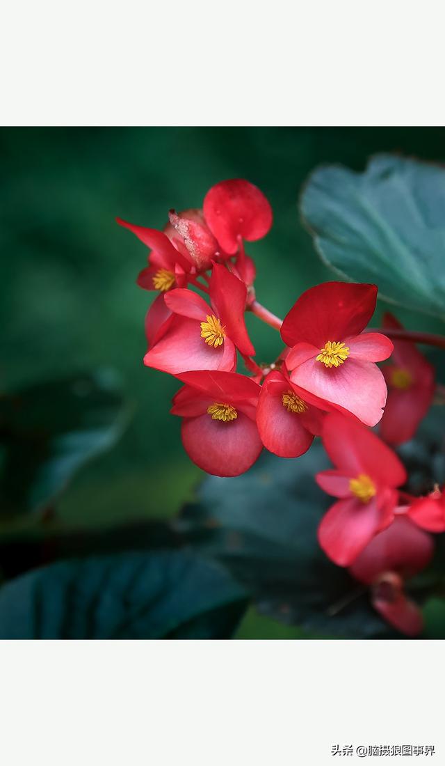 玻璃海象（玻璃海棠，这3个方法你用了吗（玻璃海棠长什么样）