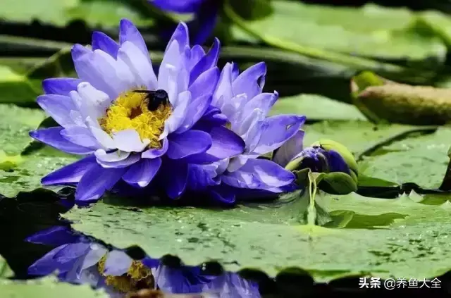 莲花的别称有哪些，莲花的别称有哪些拼音（ 太齐全太珍贵了）