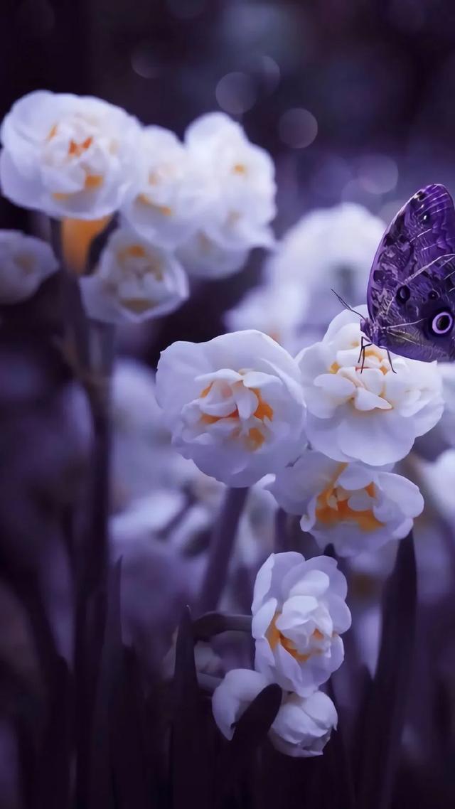 唯美植物花类头像微信，唯美植物花类头像（小清新绿色护眼植物+唯美绽放的瞬间​​​）