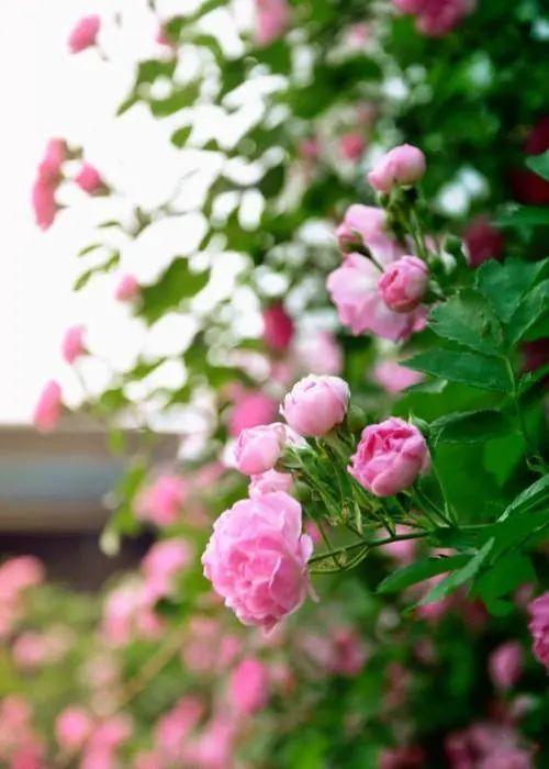 野蔷薇花语，野蔷薇花语浪漫悔过（我靠这份“栽培秘笈”花满阳台）