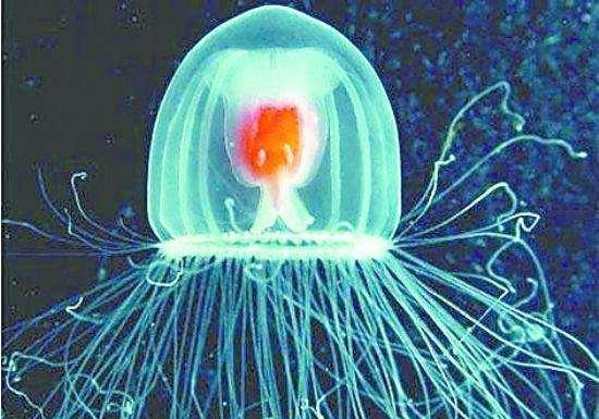 灯塔水母真的永生吗，“灯塔水母”（这种水母也未能颠覆生死法则）