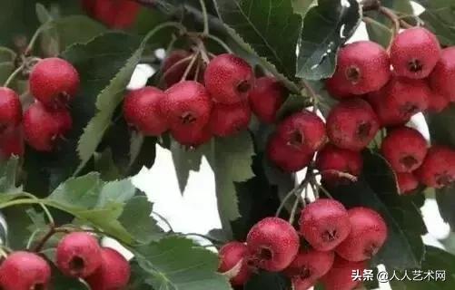 山东诸城的具体资料，诸城百度百科（诸城简历竟然是这样的）