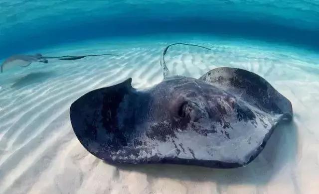 请问清炸小扒皮鱼的做法，炸小剥皮鱼的做法大全（今后再也不怕不认识海鲜了）