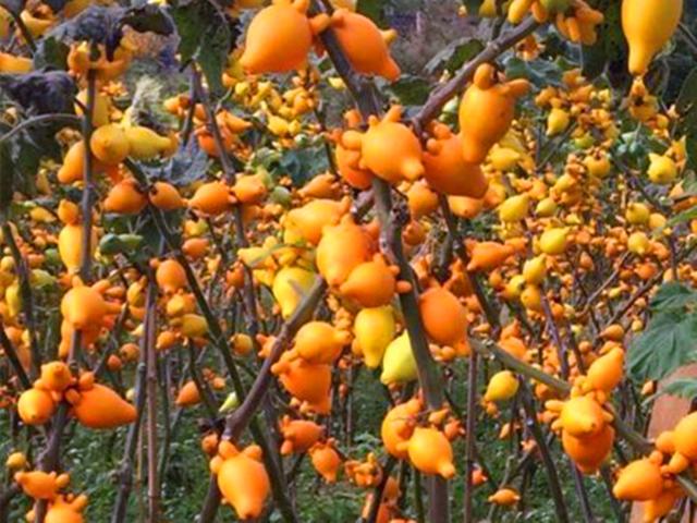 金黄葫芦树上挂是什么水果,红色葫芦水果是什么(把这种吉祥果种在家