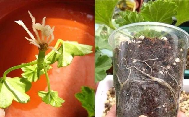 自制雾状小喷壶，自制实用喷水壶（它是扦插万能土）