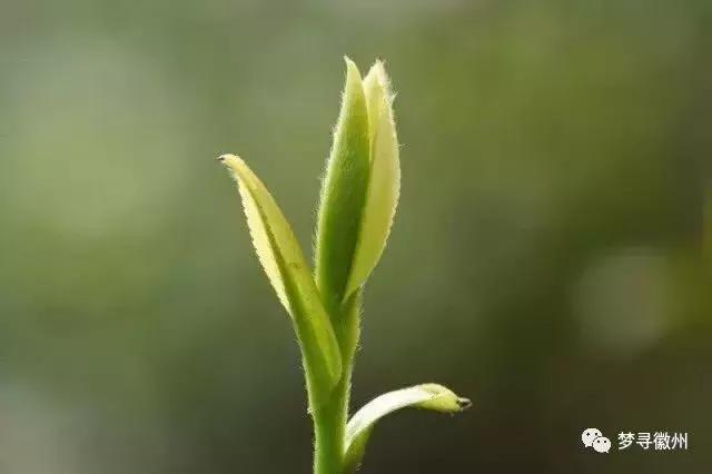 黄山毛峰属于什么茶，毛峰茶叶多少钱一斤（带您了解真正的黄山毛峰）