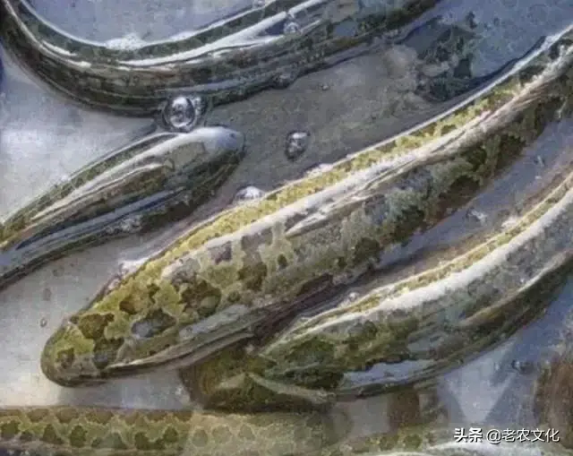 黑鱼养殖成本和利润，黑鱼养殖成本和利润 失败案例（辞职回家承包一亩池塘养殖黑鱼）