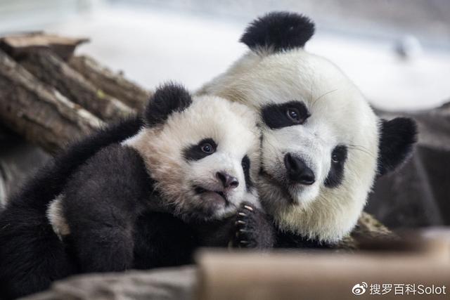 四川阿坝州地图，四川阿坝州地图全图（汶川地震12周年纪念）