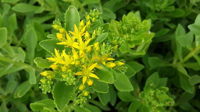 土三七的功效与作用及食用方法,土三七的功效与作用吃法(农村的