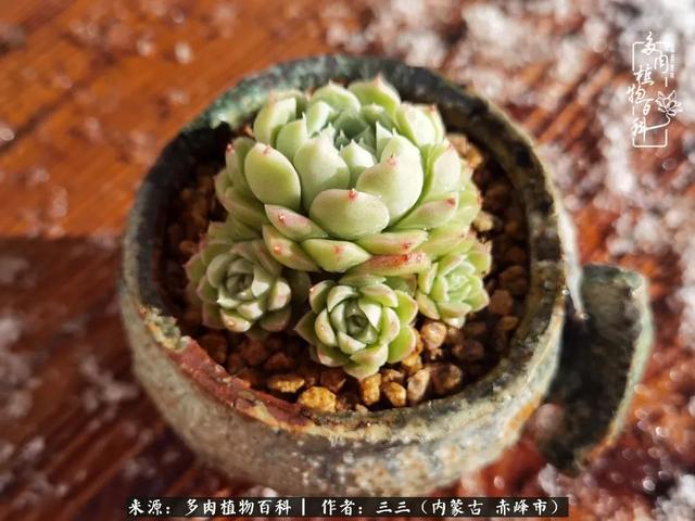 雪候鸟是什么意思，雪候鸟歌词表达什么意思（多肉于我从来不是锦上添花）