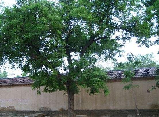 风水树都有啥树 风水有什么禁忌，风水树都有啥树（你认为有道理吗）