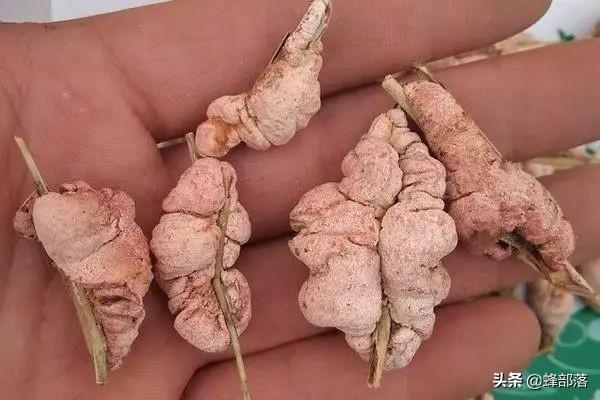 竹黄的功效与作用，竹黄泡水喝有什么功效（不认识的把它当“病虫害”处理）