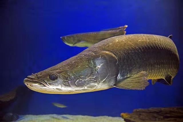 巨骨舌鱼可以养吗，巨骨舌鱼好养吗（从一亿年前游来的观赏鱼）