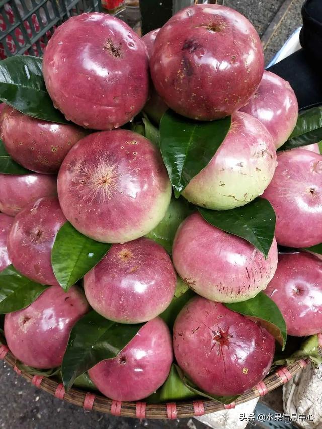 醋柳果的功效与作用，醋柳果的功效与作用及禁忌（国内有哪些小众特色水果）