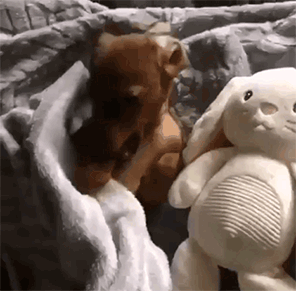 冬天狗在外面能冻死吗，快别说狗不怕冷了