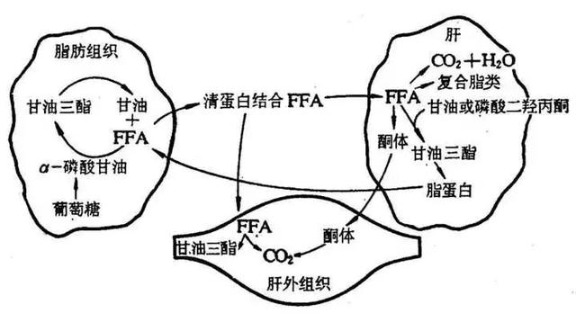 五花肉的热量，五花肉不长胖