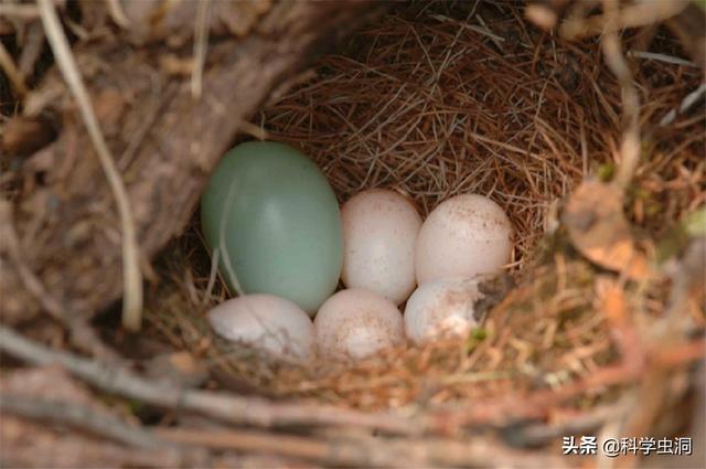 刚出生的小麻雀吃什么,刚出生的小麻雀吃什么(当鸟类发现自己养了一只