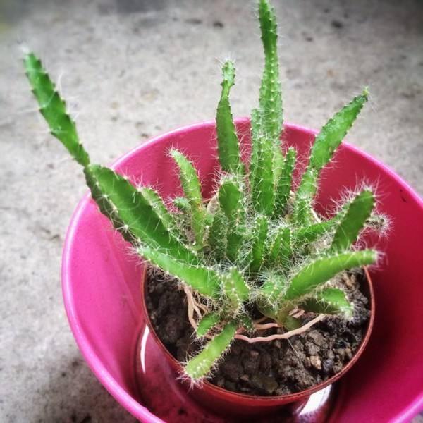 火龙果皮烂了里面没坏,火龙果皮坏了果肉还能吃吗(李阿姨把烂了的火龙