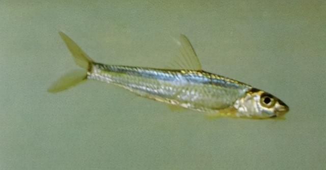 淡水观赏鱼种类，淡水观赏鱼的种类大全！（中国淡水观赏鱼图集<一>）